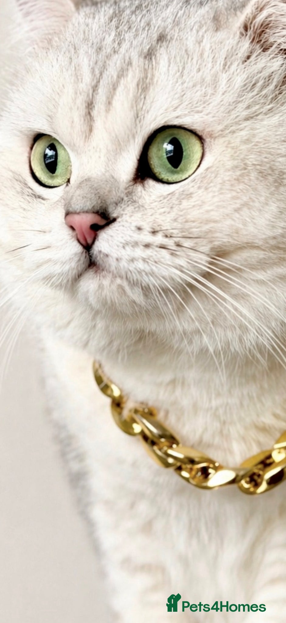 British Shorthair cats ACTIVE reg 𝑮𝑪𝑪𝑭/TICA BSH CHINCHILLA 🏆 - Advert 9