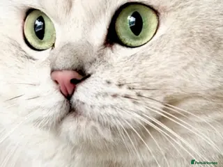 British Shorthair cats ACTIVE reg ๐ฎ๐ช๐ช๐ญ/TICA BSH CHINCHILLA ๐ - Advert 9