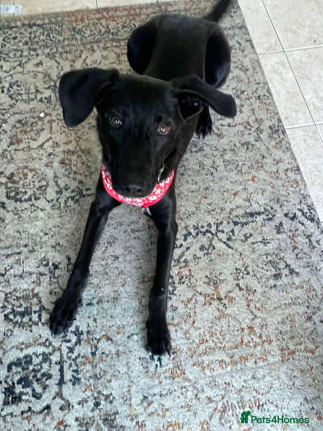 Mixed Breed dogs for adoption: ASH-12 months,Medium,playful/friendly/loves people - Image 10