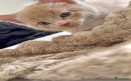 Mixed Breed cats for sale: 9 Week Old Kitten - Image 3