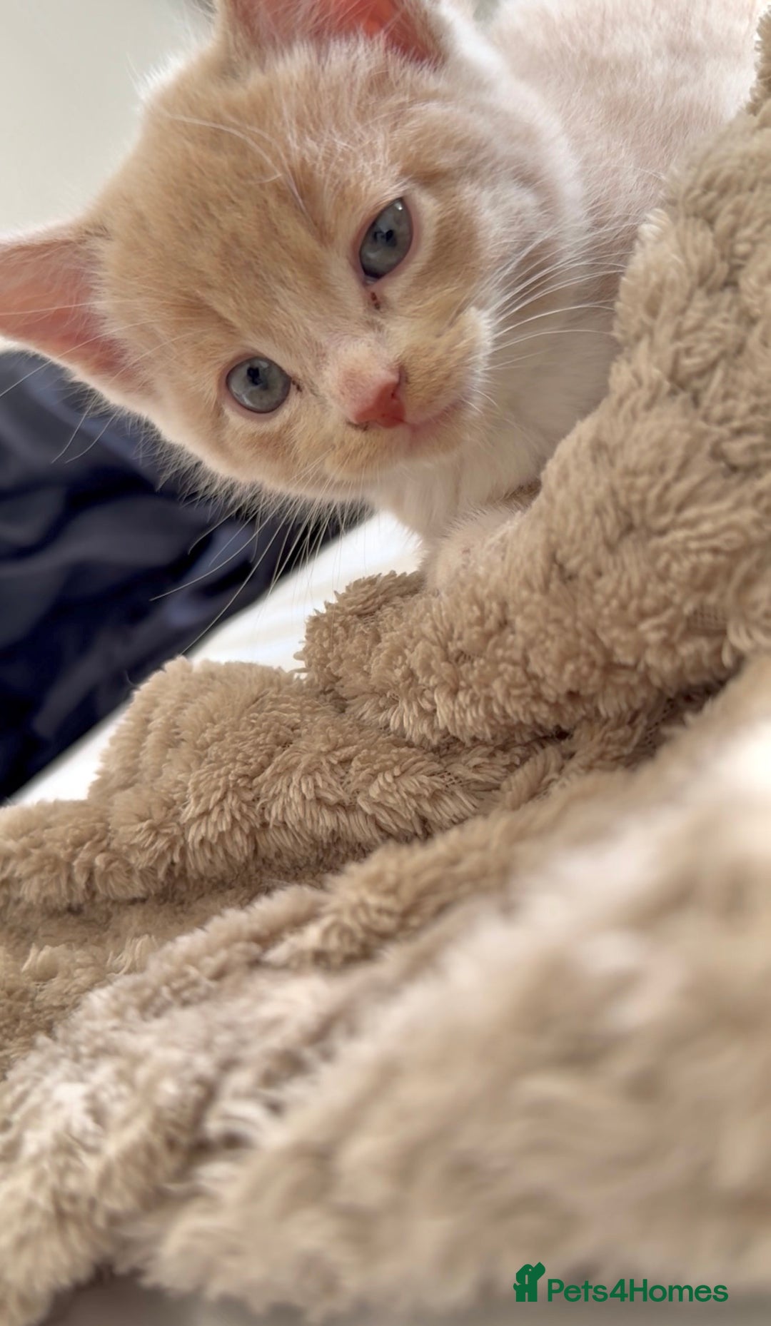 Mixed Breed cats for sale: 9 Week Old Kitten - Image 3