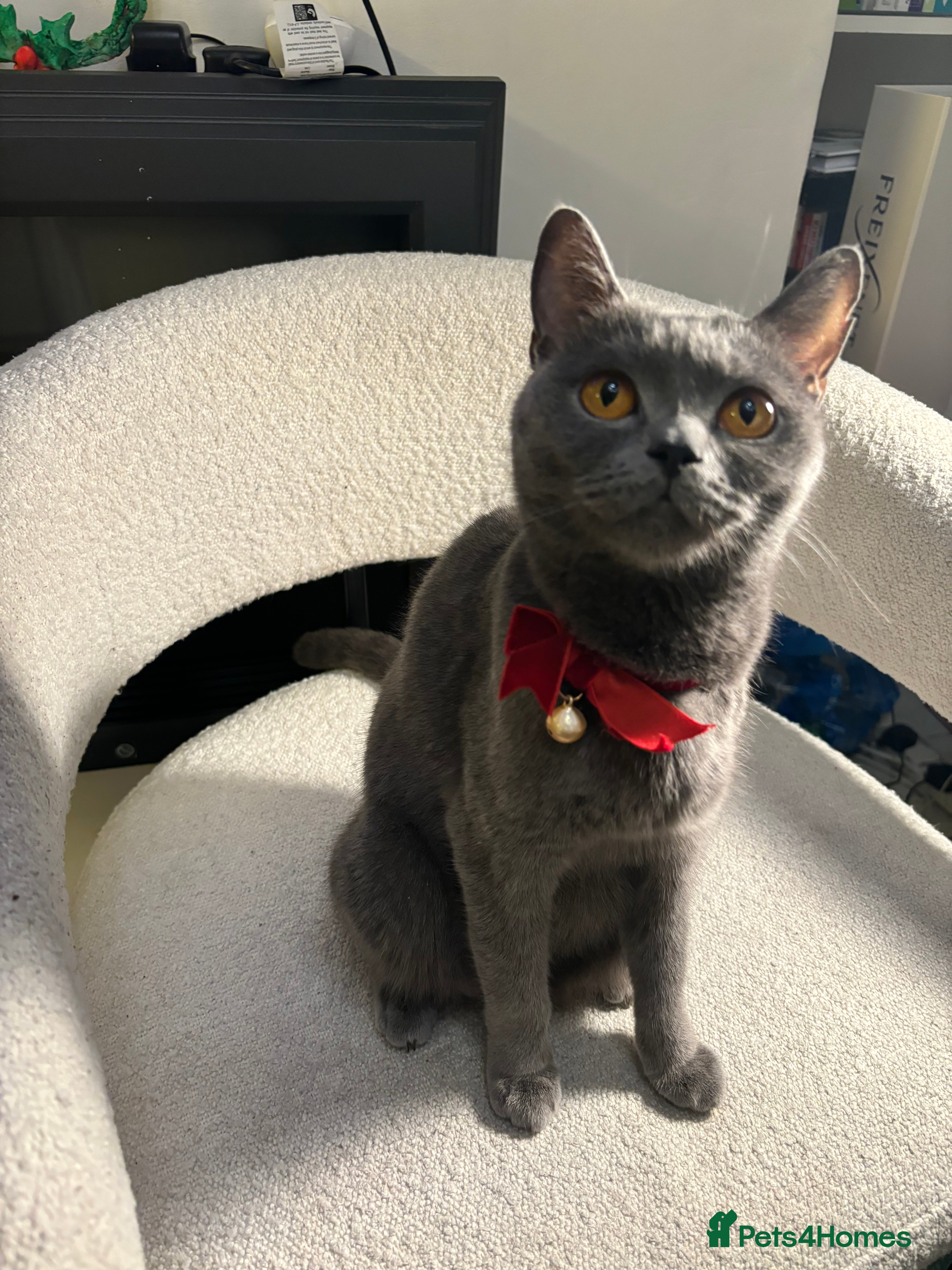 Brazilian Shorthair cats British Short Hair Kittens Available  - Advert 2