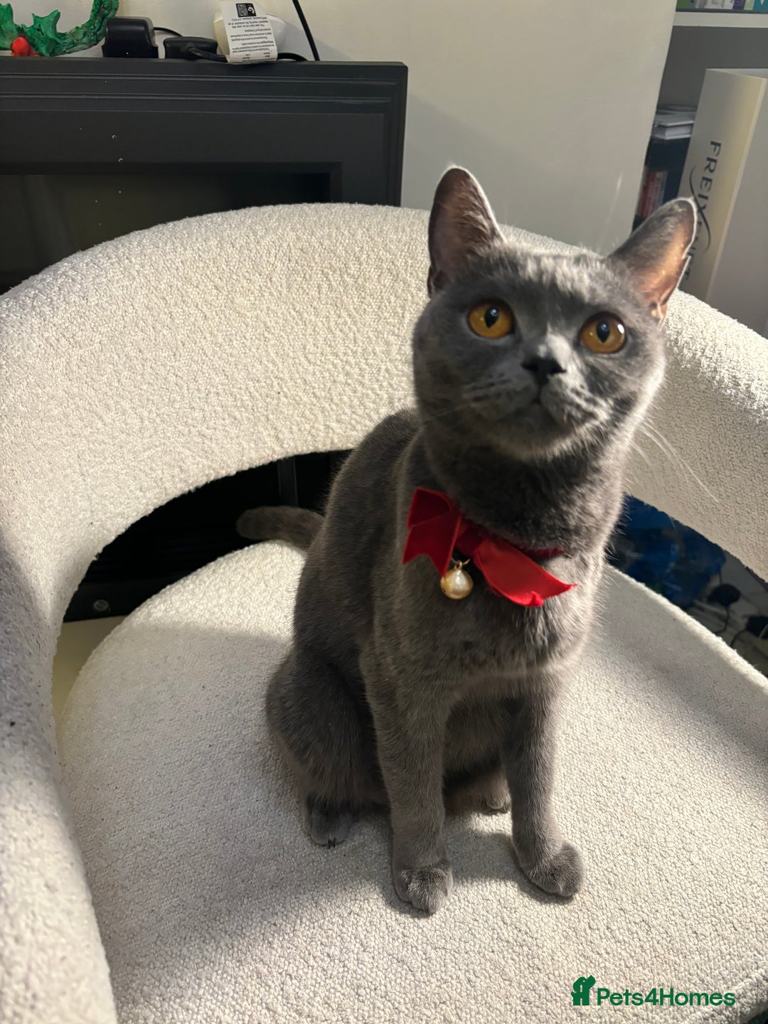 Brazilian Shorthair cats for sale: British Short Hair Kittens Available  - Advert 1