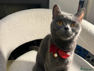 Brazilian Shorthair cats British Short Hair Kittens Available - Advert 1