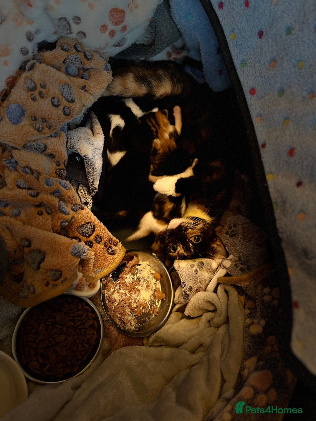 Mixed Breed cats for adoption: Rescue kittens looking for perfect homes - Advert 14