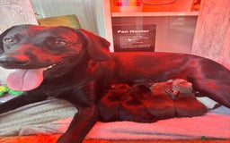 Mixed Breed dogs for sale: READY TO GO – Lab/Spaniel/Collie Mix Puppies - Image 5
