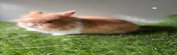 Lionhead rabbits for sale: Double mained lionheads ready now  - Advert 1