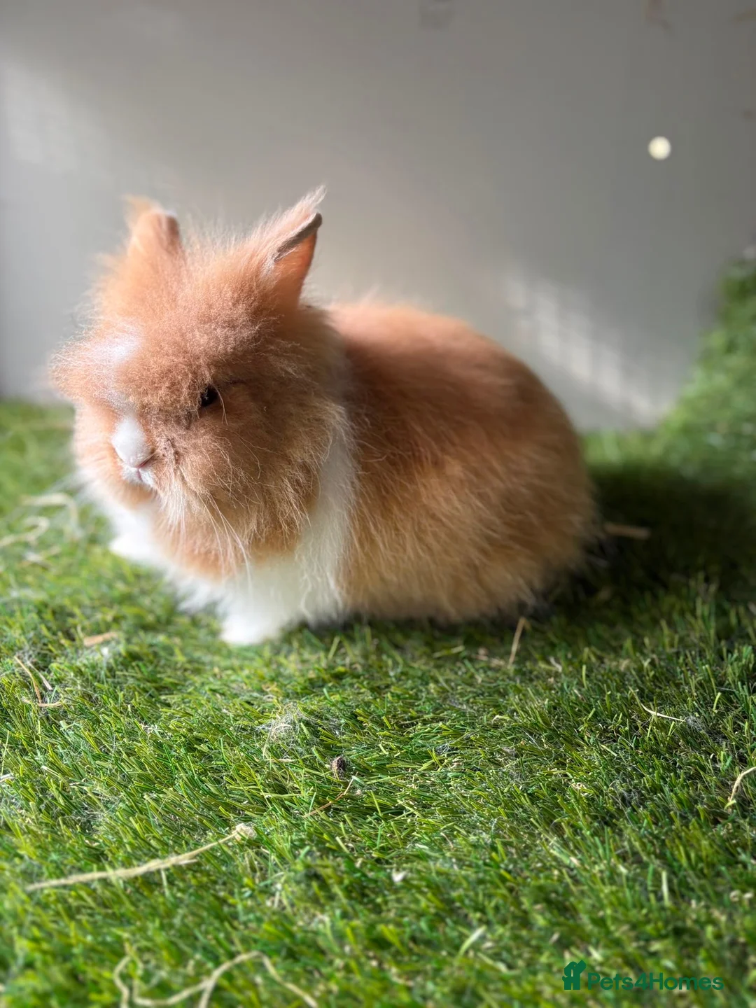 Lionhead rabbits for sale: Double mained lionheads ready now  - Advert 1
