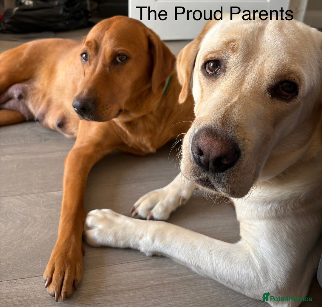 Labrador Retriever dogs for sale: Kc Red/yellow*READY NOW*Labrador Puppies  in Bacup - Image 11