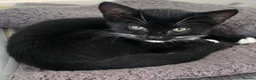 Mixed Breed cats for sale: Pretty black and white female kitten - Advert 4