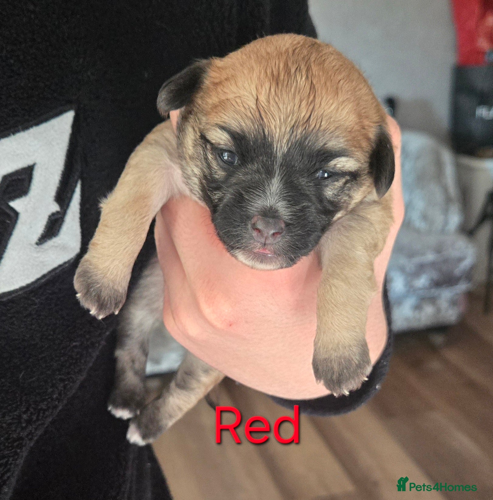 Mixed Breed dogs Maltese x Terrier - Advert 7