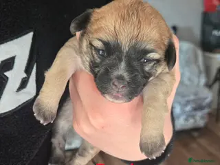 Mixed Breed dogs Maltese x Terrier - Advert 7