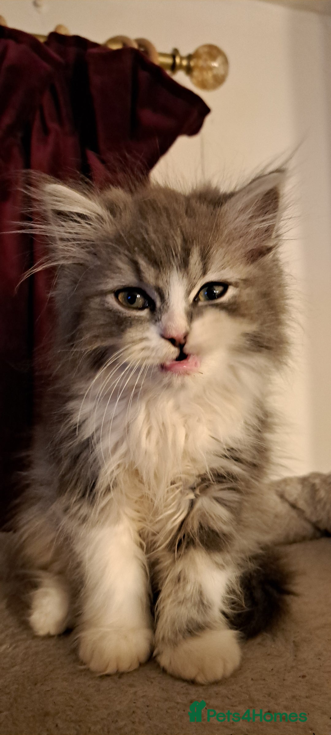 Ragdoll cats for sale: 2 ragdoll cross persian kittens - Advert 17