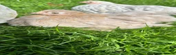 Chickens poultry for sale: Gorgeous Pekin chicks  - Advert 5