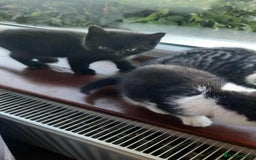 British Shorthair cats for sale: Unexpected Bundle of Joy - Image 6