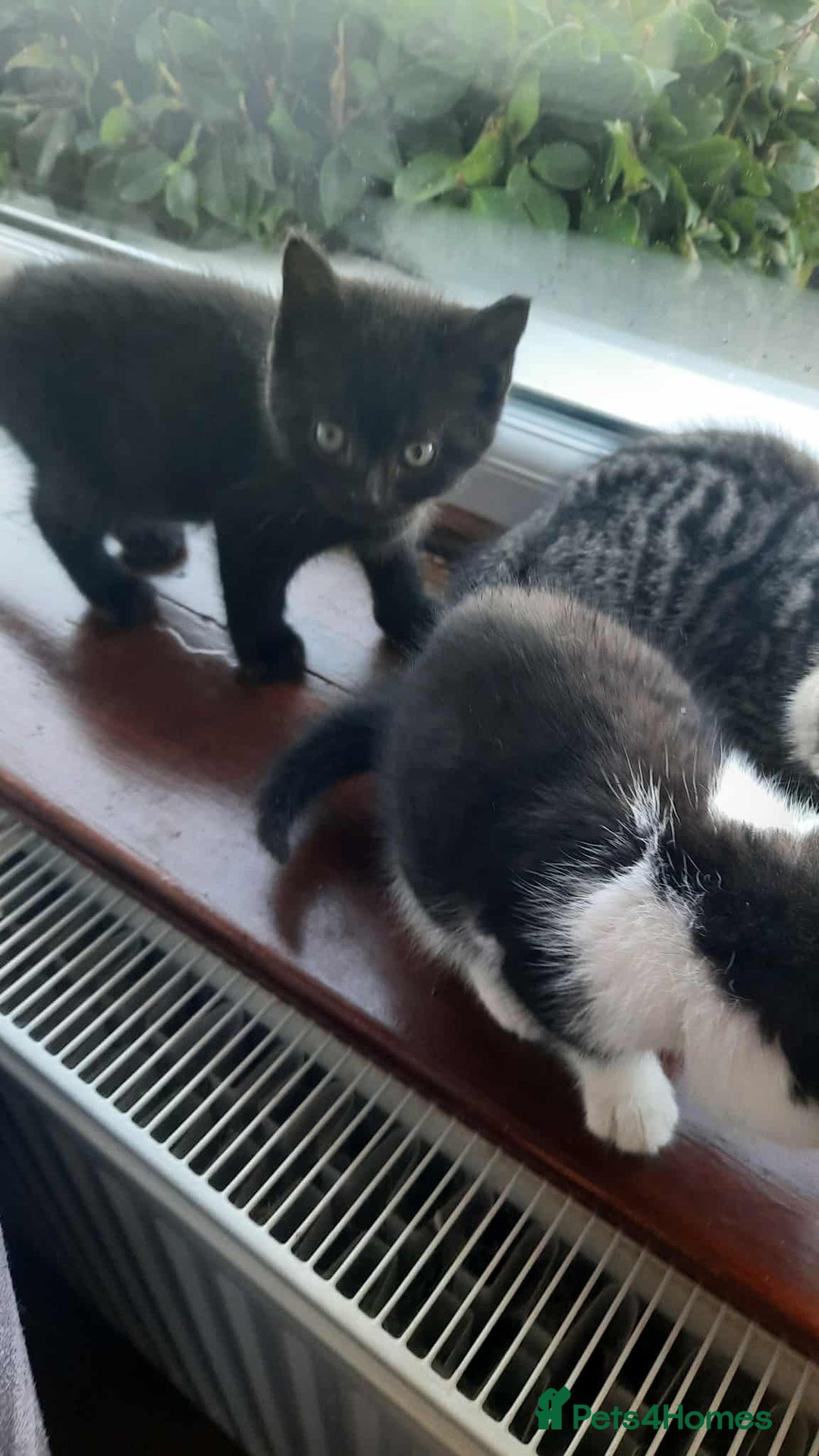 British Shorthair cats for sale: Unexpected Bundle of Joy - Image 6