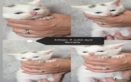 Mixed Breed cats for sale: White / Odd eye / black  Russian mix kittens /  - Image 17