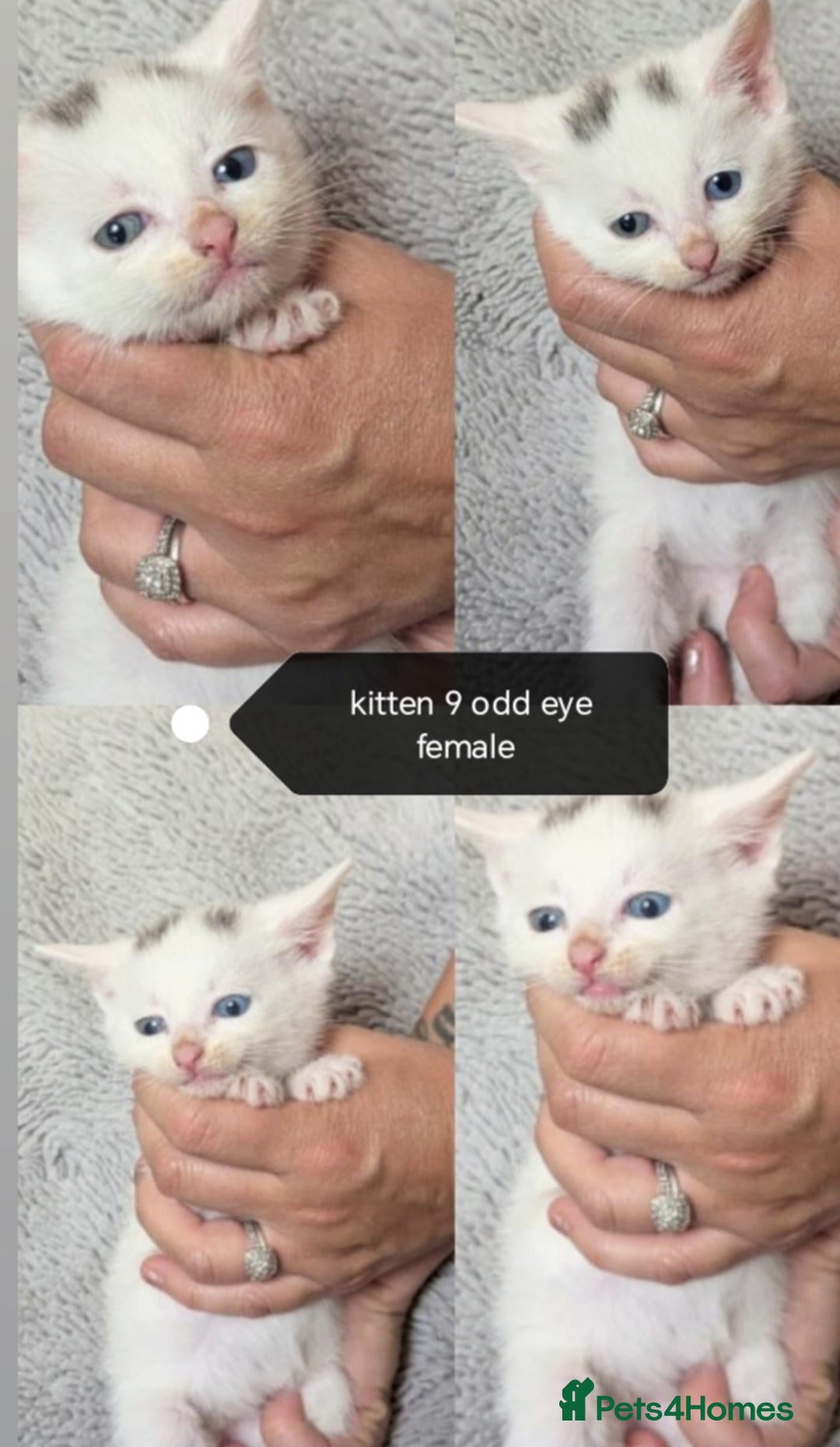Mixed Breed cats for sale: White / Odd eye / black  Russian mix kittens /  - Image 17