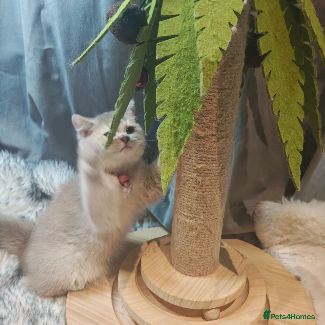 British Shorthair cats for sale: Blue golden, lilac gold, cinnamon bi colour  - Advert 34