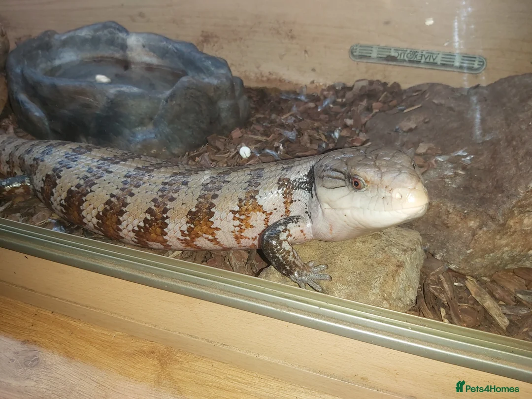 Skink reptiles for sale: Blue Tongue Skink Adult - Advert 1