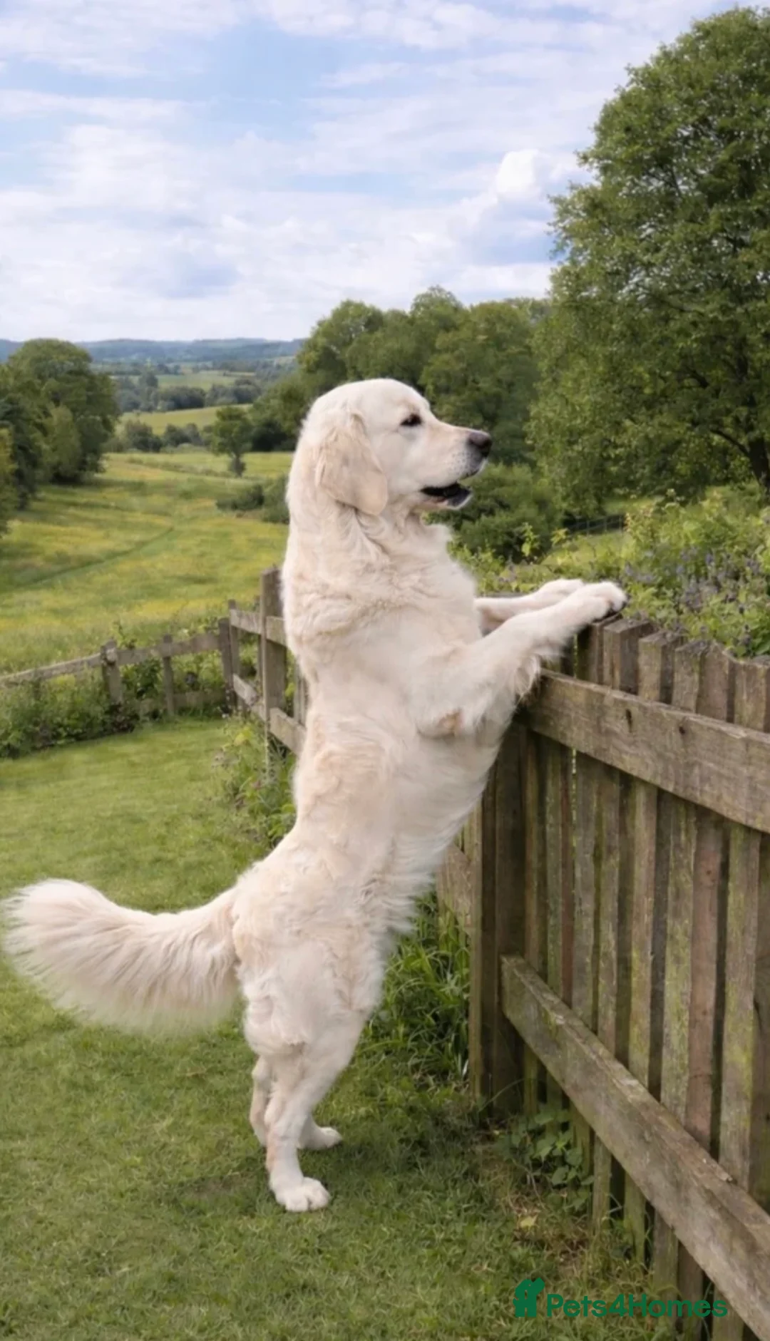 Golden Retriever dogs for stud: Ultimate Cream proven stud  - Advert 2