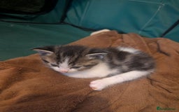 Maine Coon cats for sale: Kittens for sale - Image 14
