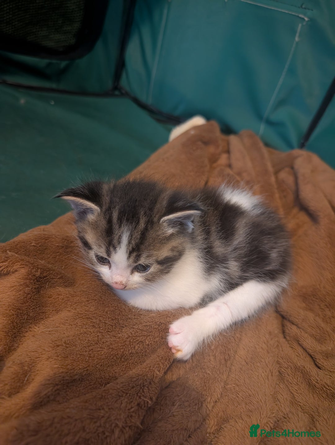 Maine Coon cats for sale: Kittens for sale - Image 14