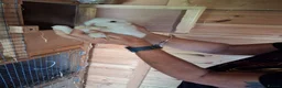 Mini Lop rabbits for sale: Beautiful min lop bunnies  - Advert 11