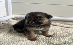 German Shepherd dogs for sale: BEAUTIFUL GERMAN SHEPHERD PUPPIES 😍 - Image 17