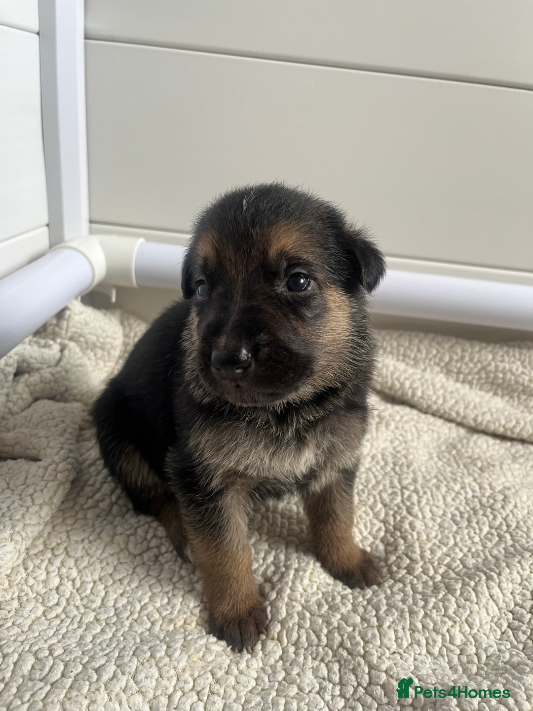 German Shepherd dogs for sale: BEAUTIFUL GERMAN SHEPHERD PUPPIES 😍 - Image 17