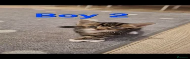 Boy 2