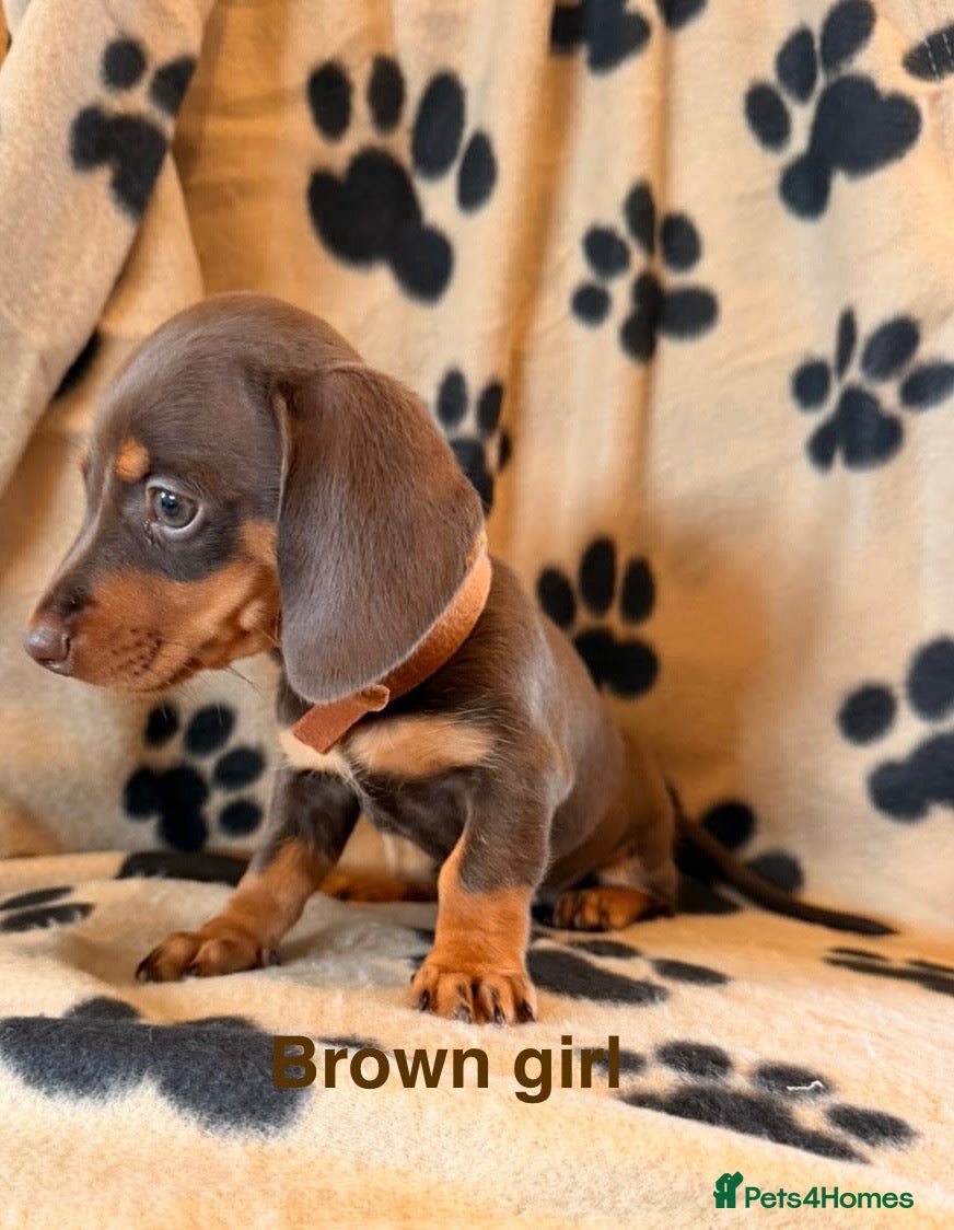 Miniature Dachshund dogs Beautiful Miniature Dachsund Puppies - Advert 2