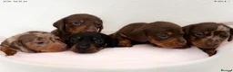 Miniature Dachshund dogs for sale: Miniature dachshund pups.KC reg&council licensed - Advert 4