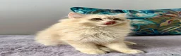 British Longhair cats for sale: Champion lines british longhair kittens - Advert 7