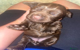 Cocker Spaniel dogs for sale: Cockerspaniel puppies x3 left  - Image 3