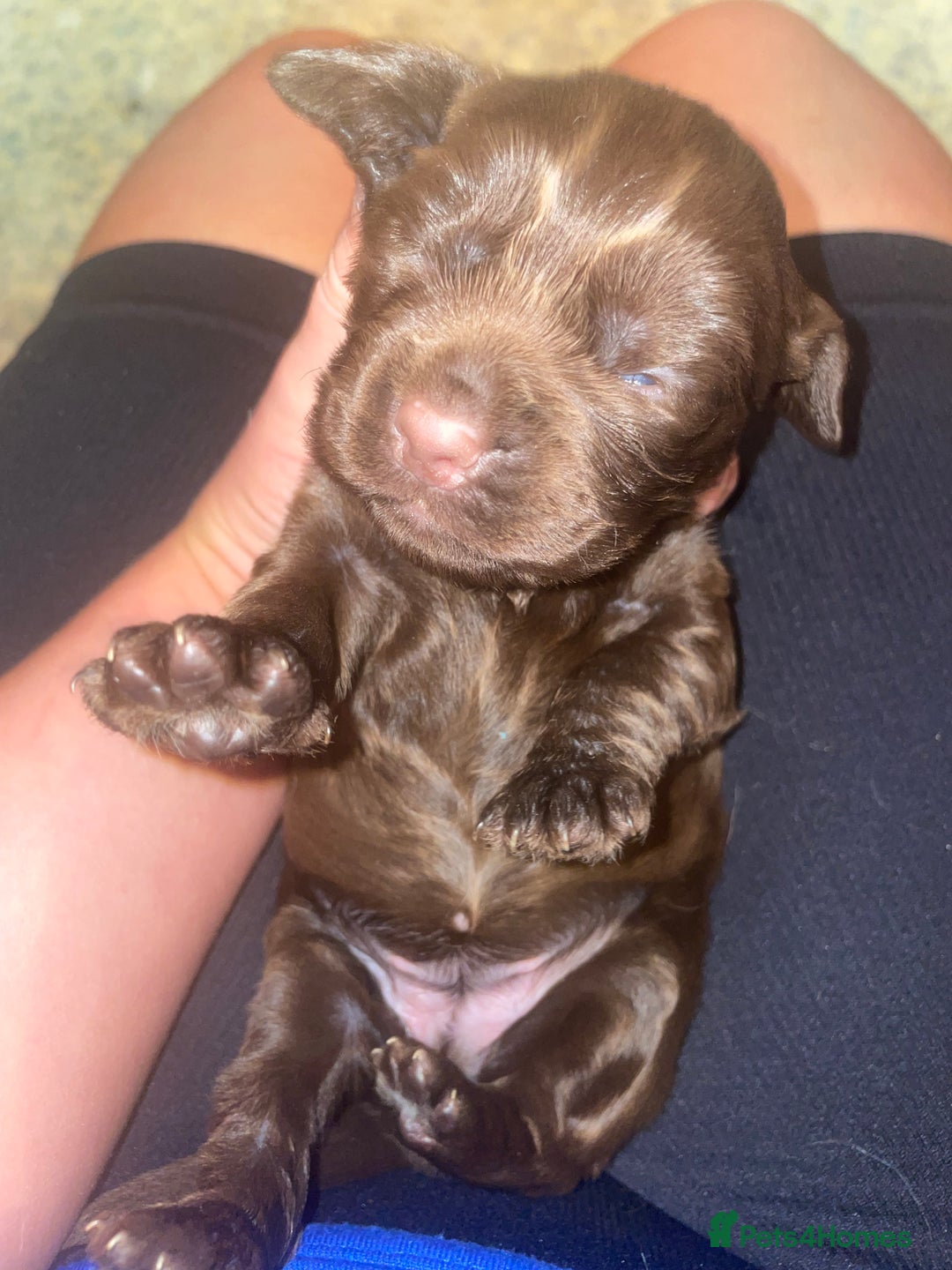 Cocker Spaniel dogs for sale: Cockerspaniel puppies x3 left  - Image 3