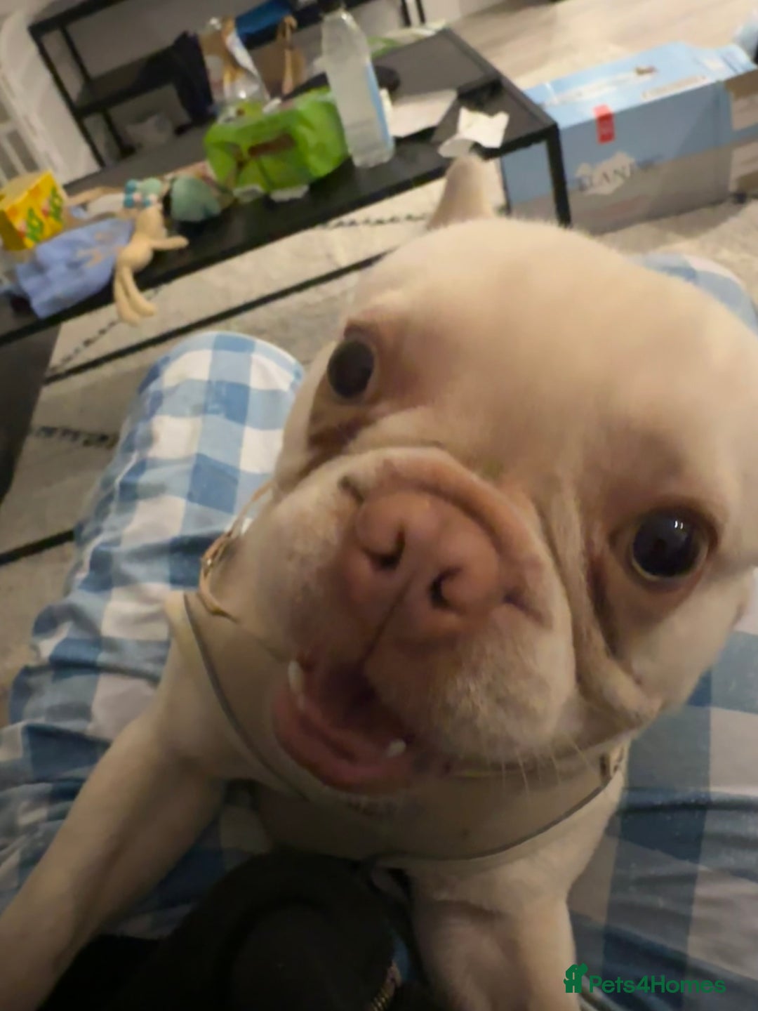 French Bulldog dogs for sale: french bulldog - Image 4