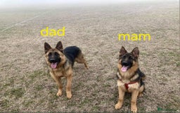 German Shepherd dogs for sale: German Shepherd female 5 month old  - Image 2