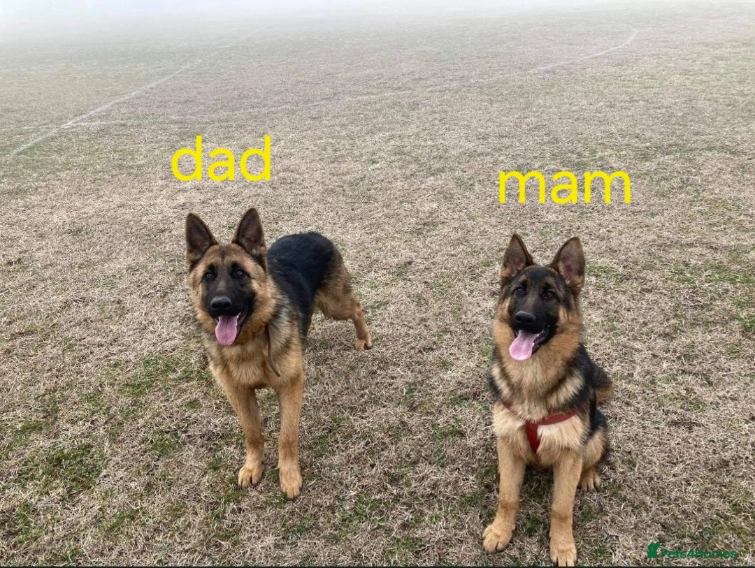 German Shepherd dogs for sale: German Shepherd female 5 month old  - Image 2