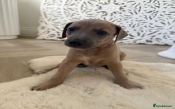 Italian Greyhound dogs for sale: Italian greyhound puppies - Image 4