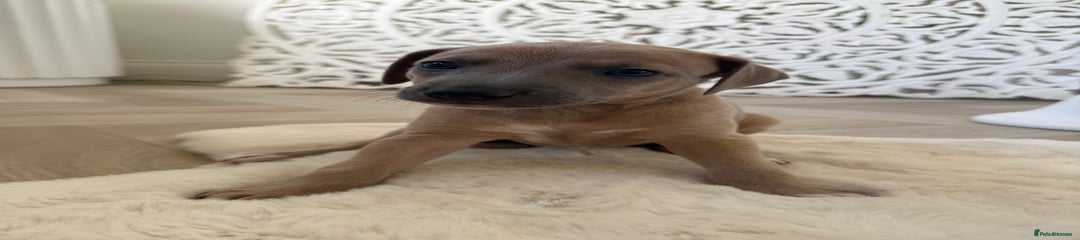 Italian Greyhound Puppy 2