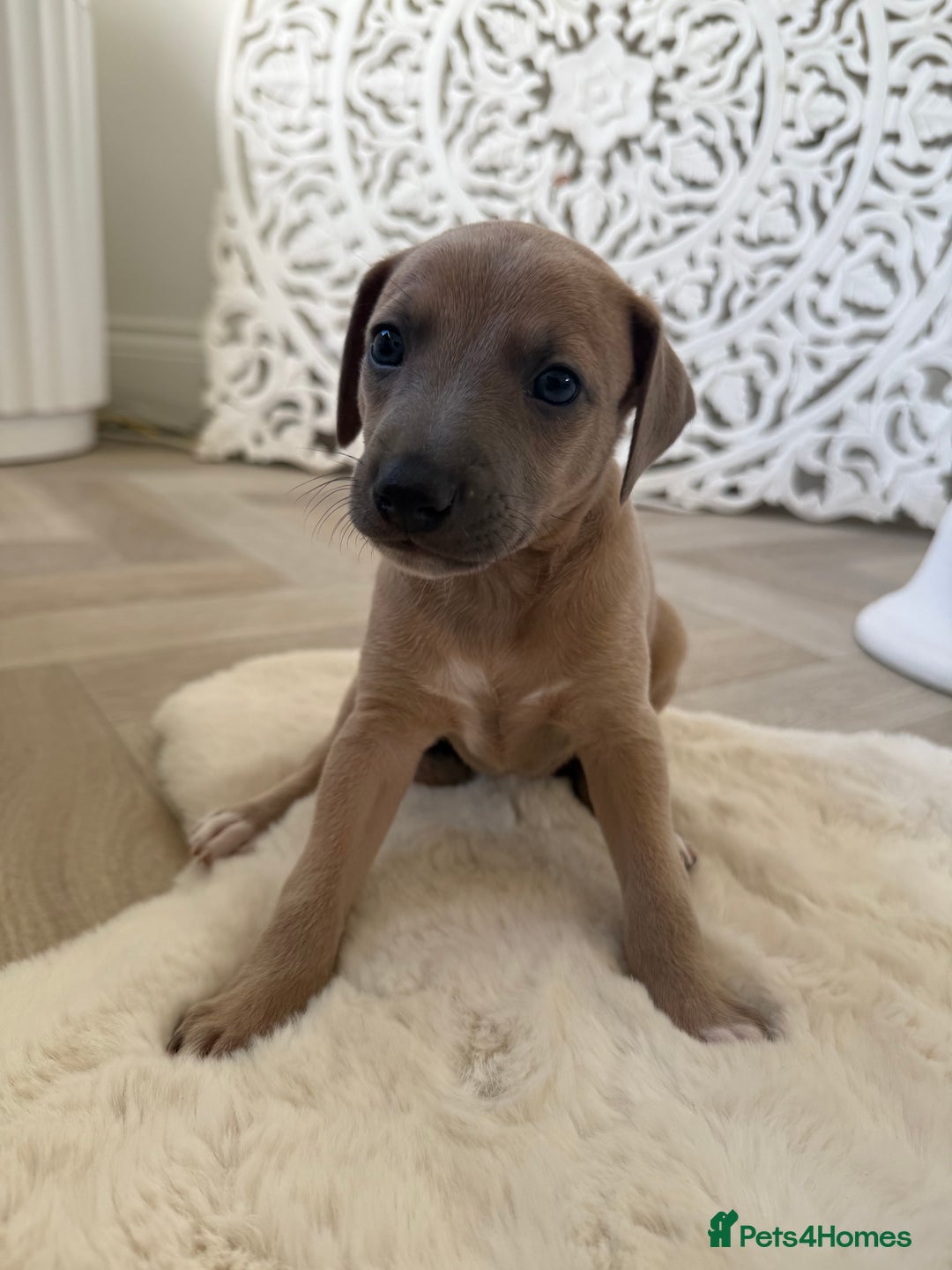 Italian Greyhound dogs for sale: Italian greyhound puppies - Image 4