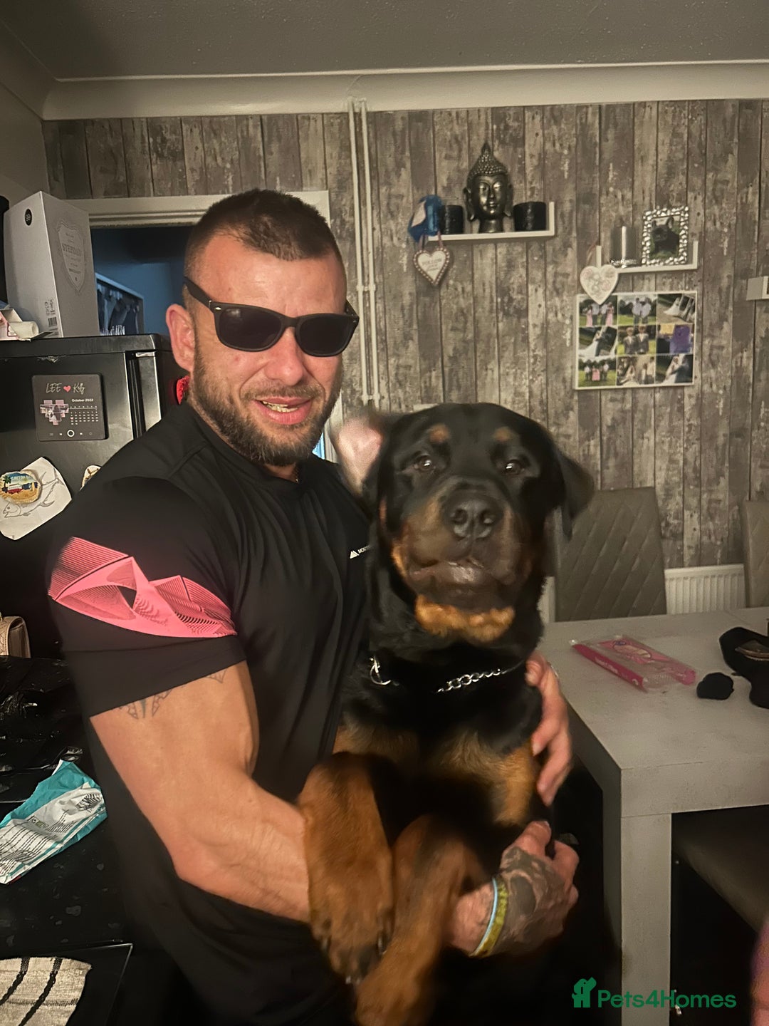 Rottweiler dogs for stud: BEAR 🐻 BEAUTIFUL ROTTWEILER FOR STUD  - Image 8