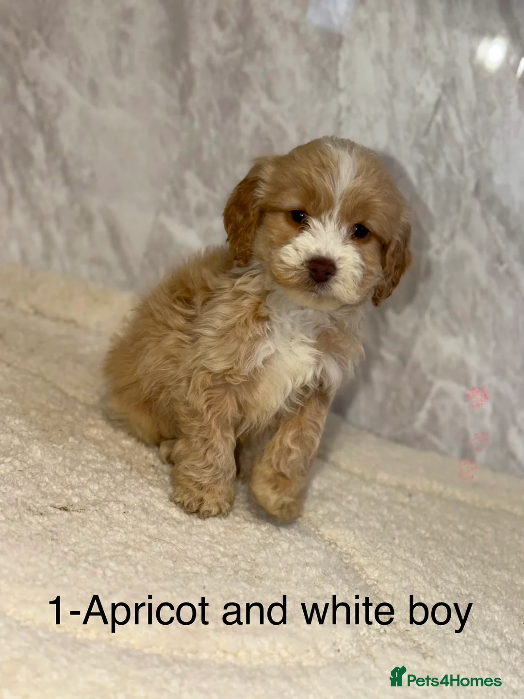 Cockapoo dogs for sale: Stunning F1 Cockapoos - Advert 9