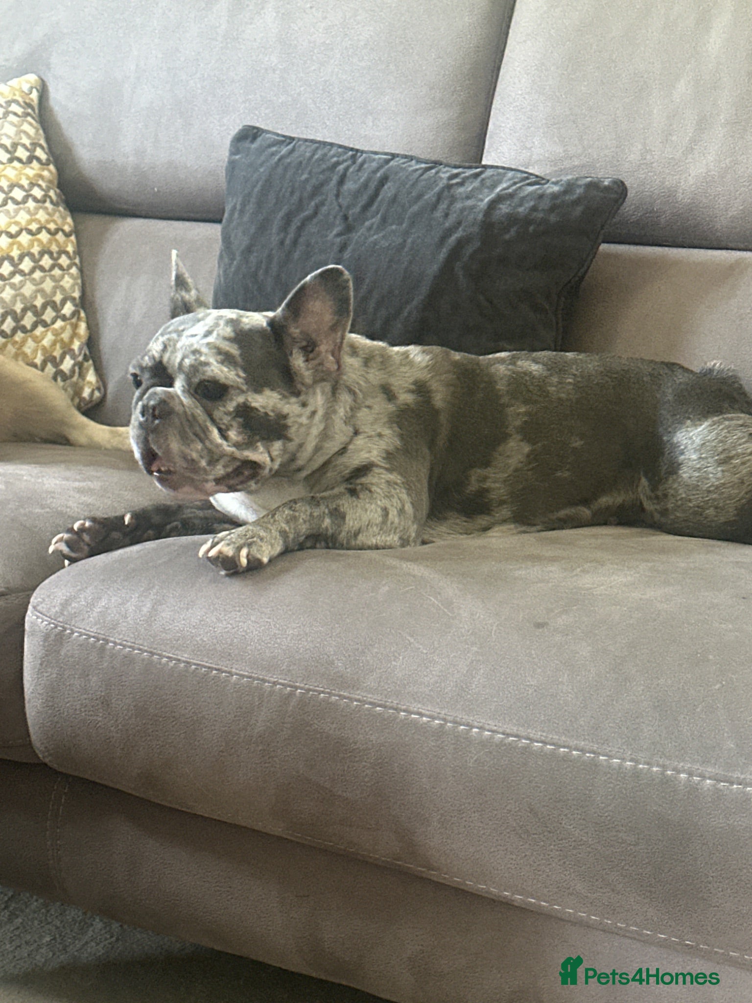 French Bulldog dogs Beautiful merle French Bulldog - Advert 7