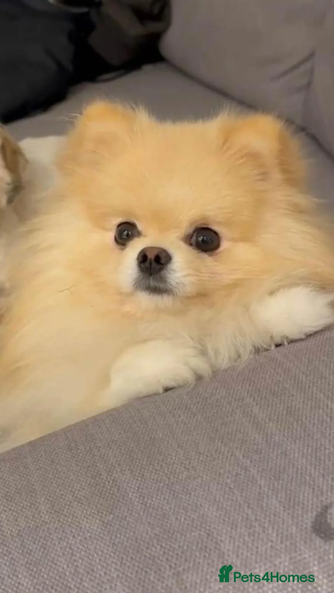 Pomeranian dogs for sale: 4 pomeranin girls and 2 pomeranian boys  - Advert 3