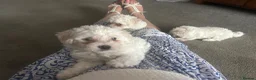 Maltese dogs for sale: 2 lovely Maltese female available  in Romford - Advert 9
