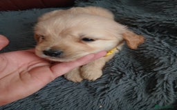 Golden Retriever dogs for sale: Cream golden retriver for sale ONLY 2 Available  - Image 6