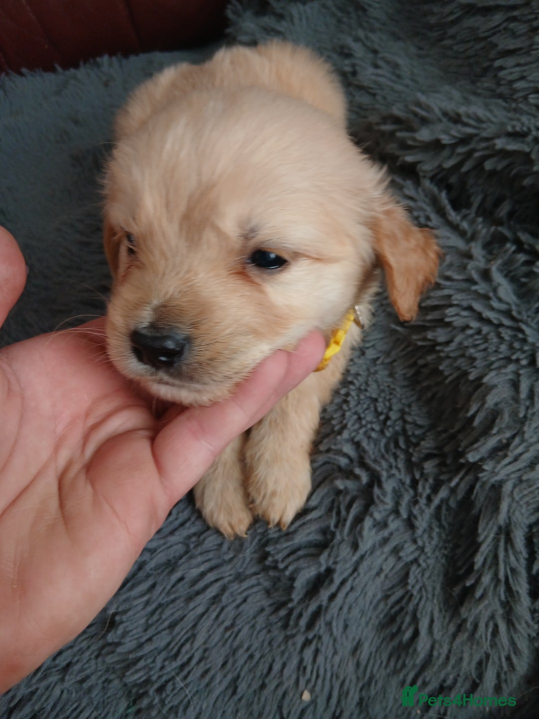 Golden Retriever dogs for sale: Cream golden retriver for sale ONLY 2 Available  - Image 6