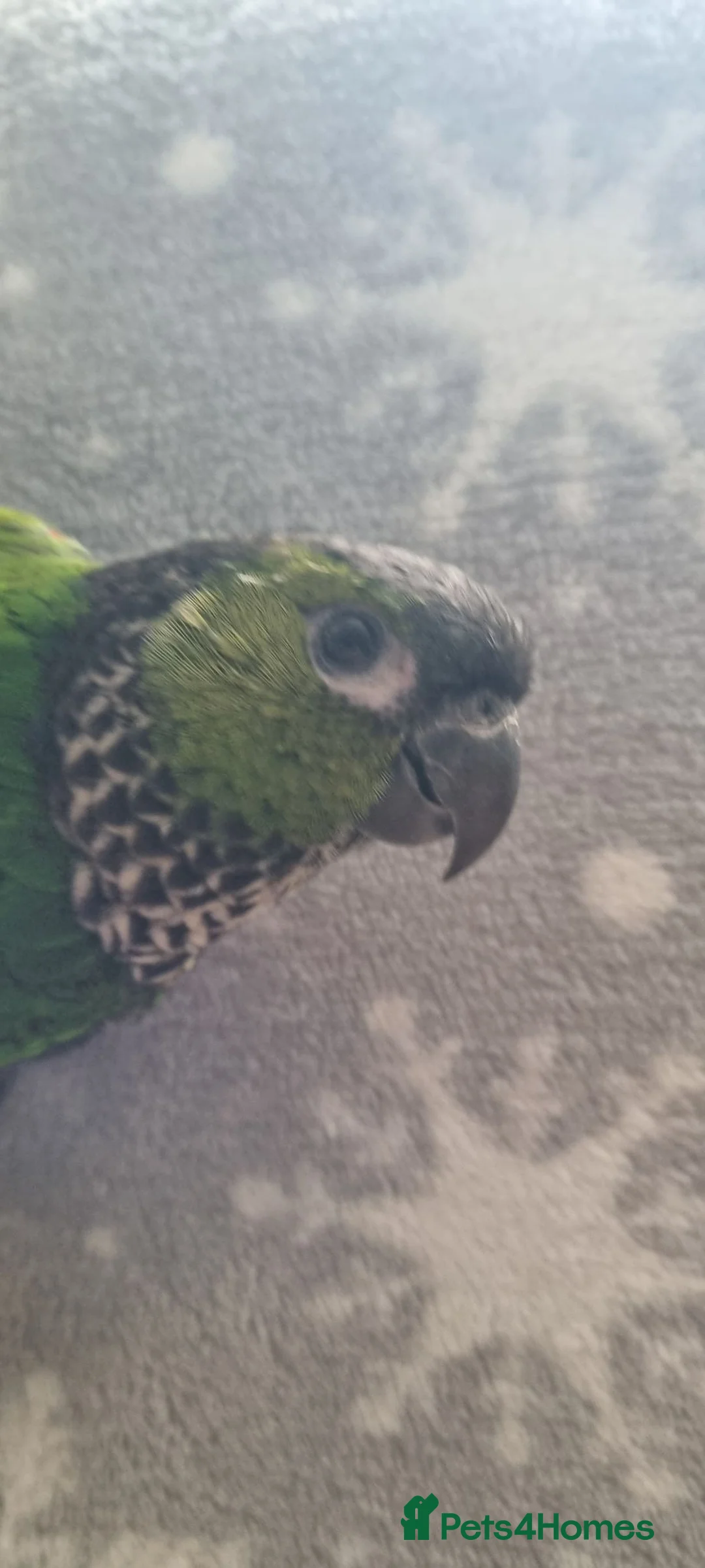 Conures birds for sale: Black Cap Conure.  in Bury Saint Edmunds - Advert 6